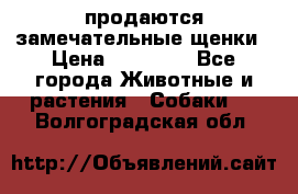 продаются замечательные щенки › Цена ­ 10 000 - Все города Животные и растения » Собаки   . Волгоградская обл.